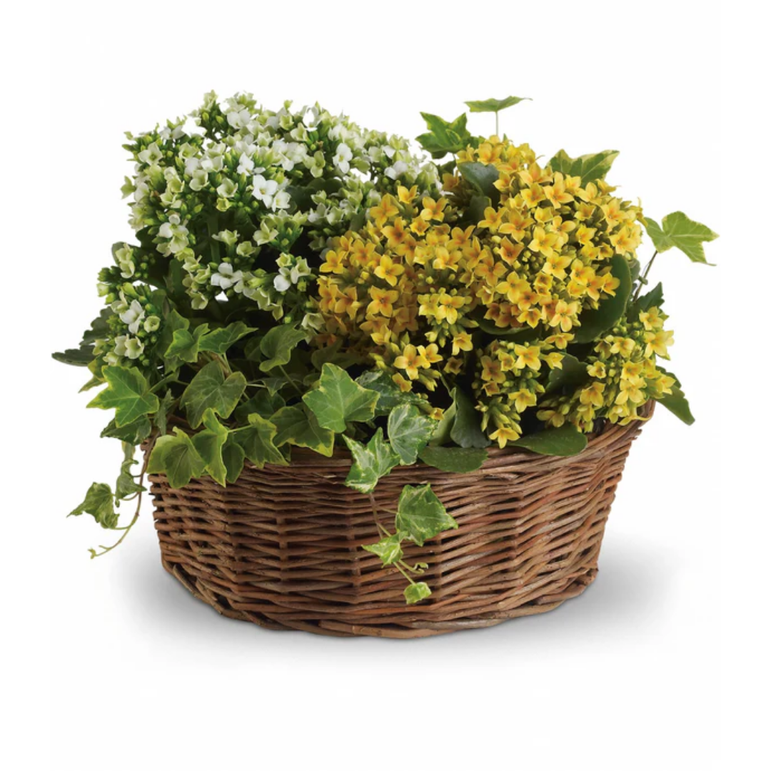 Bountiful Planter Basket with yellow and white flowers and ivy.